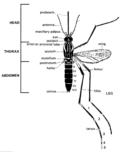 mosquito anatomy courtesy the CDC